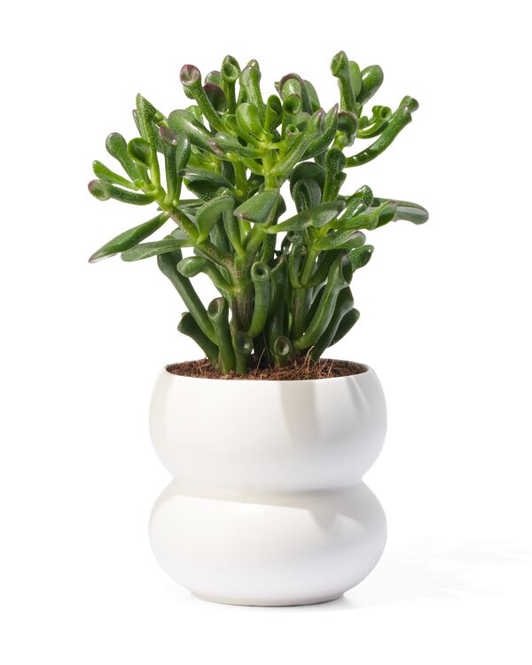 bloempot aardewerk Ø10x11.5 wit - 13323082 - HEMA