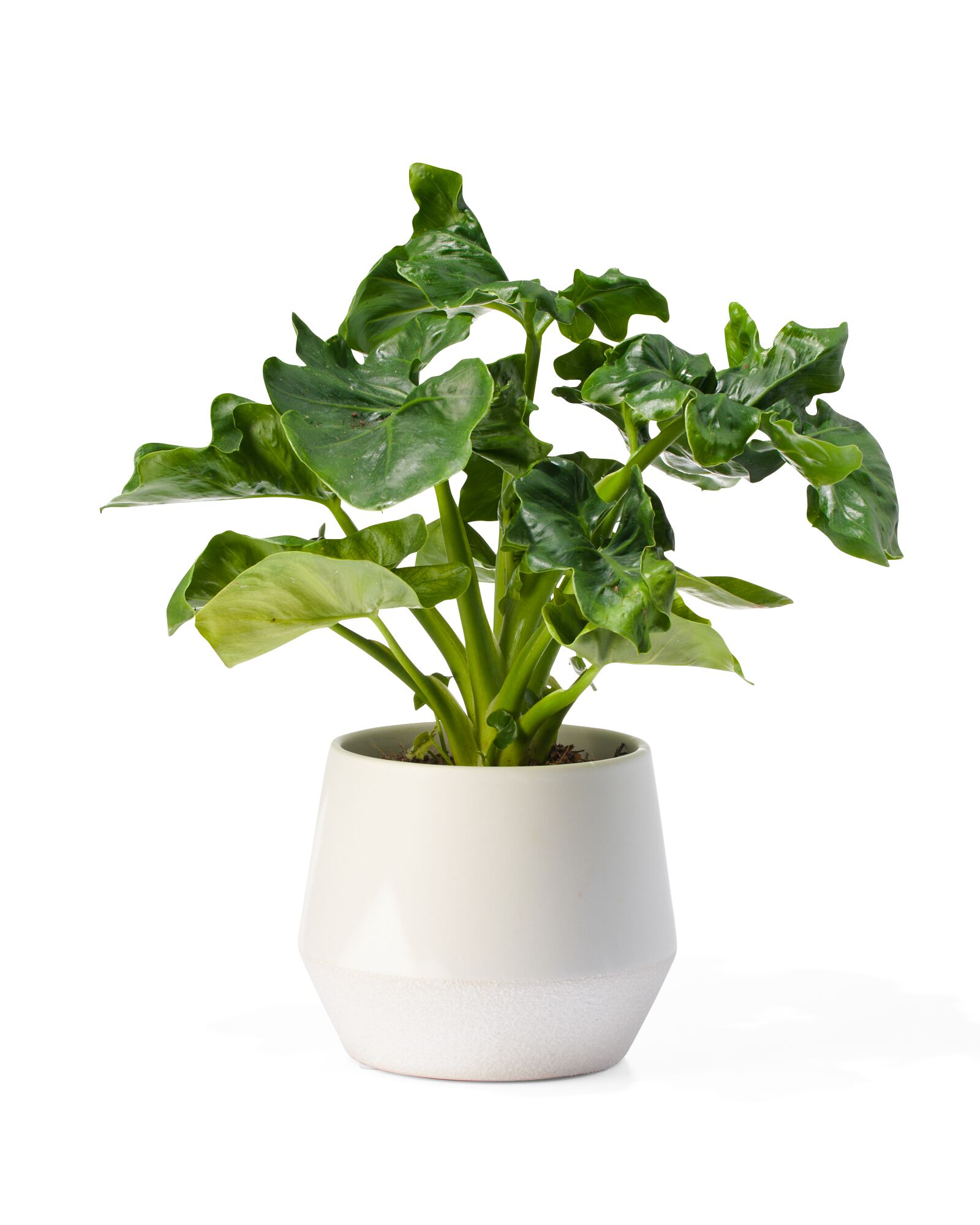 aardewerk bloempot Ø12x13 wit - 13323071 - HEMA