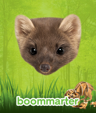 boommarter