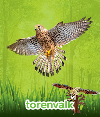 torenvalk