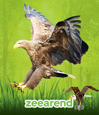 zeearend