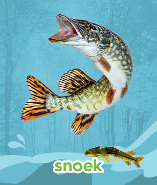 snoek